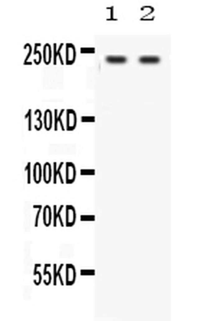 Otoferlin Antibody in Western Blot (WB)