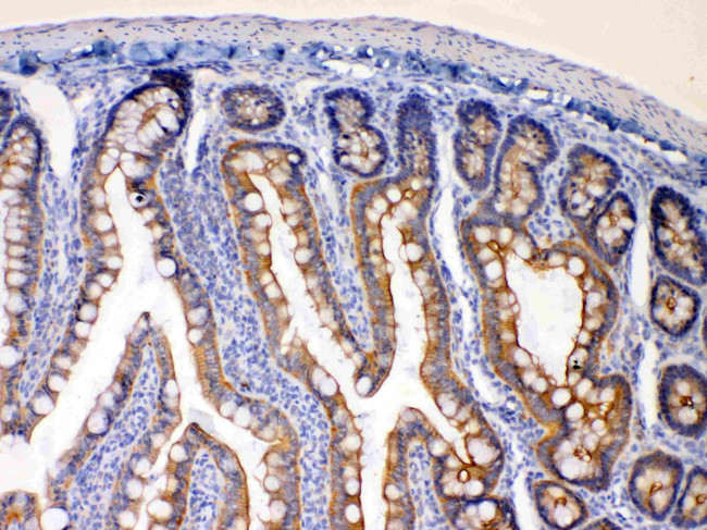 EBP1 Antibody in Immunohistochemistry (Paraffin) (IHC (P))