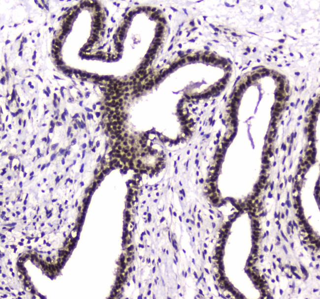 PARN Antibody in Immunohistochemistry (Paraffin) (IHC (P))