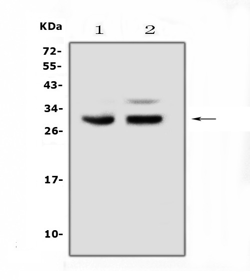 PDCD10 Antibody in Western Blot (WB)