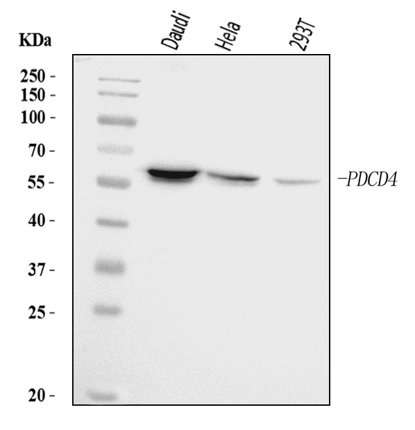 PDCD4 Antibody in Western Blot (WB)