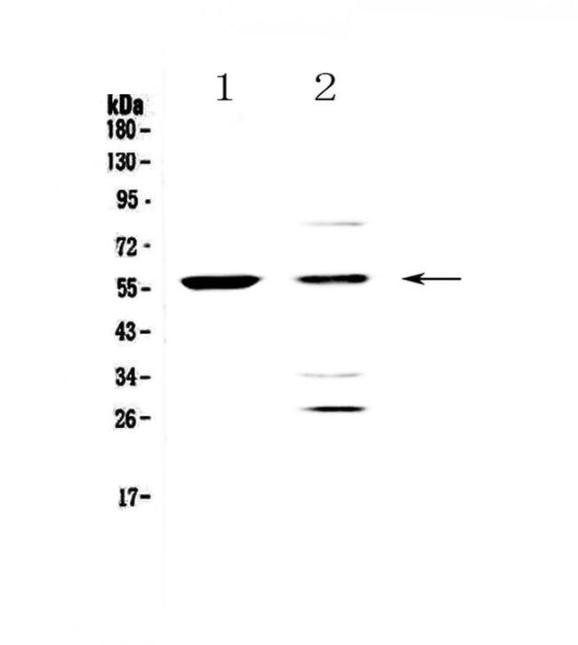 PDK1 Antibody in Western Blot (WB)