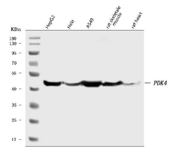 PDK4 Antibody in Western Blot (WB)