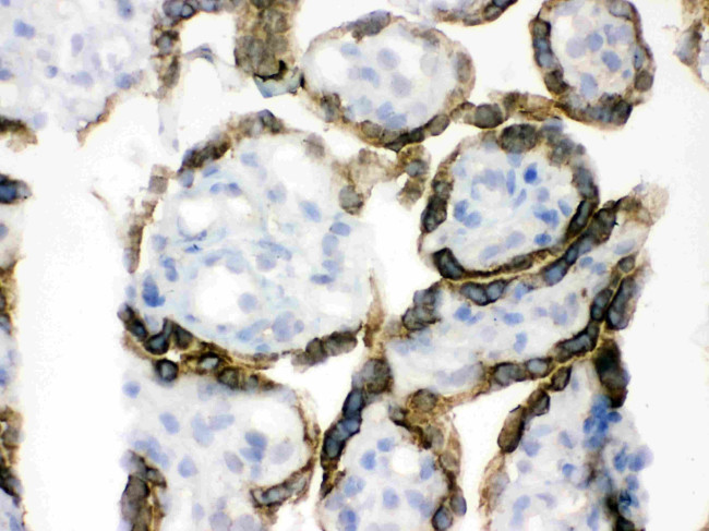 PDPK1 Antibody in Immunohistochemistry (Frozen) (IHC (F))