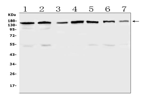 PER3 Antibody in Western Blot (WB)