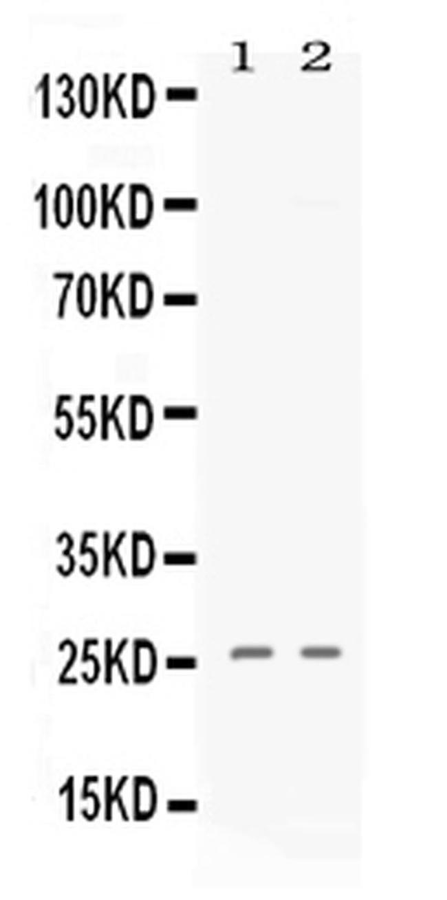 PF4 Antibody in Western Blot (WB)