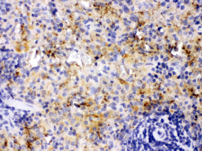 PF4 Antibody in Immunohistochemistry (Paraffin) (IHC (P))