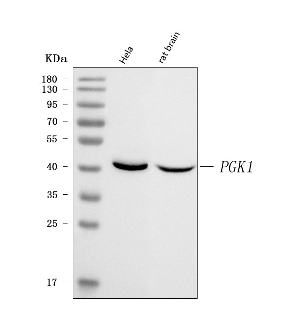 PGK1 Antibody in Western Blot (WB)