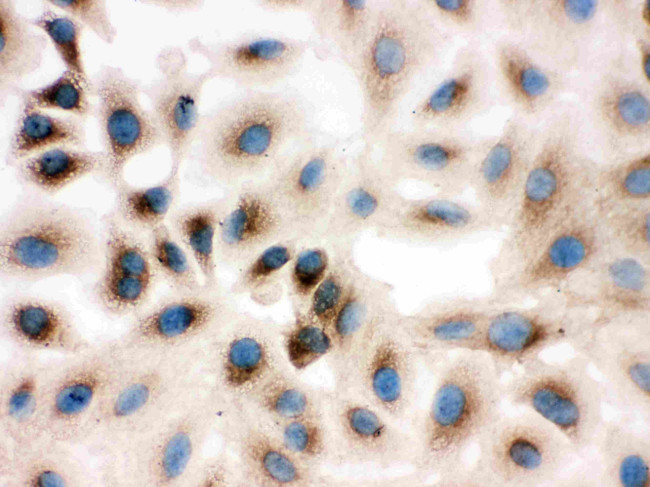 REA Antibody in Immunocytochemistry (ICC/IF)