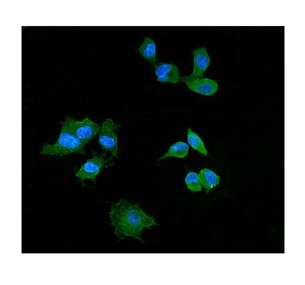 PI3 Antibody in Immunocytochemistry (ICC/IF)