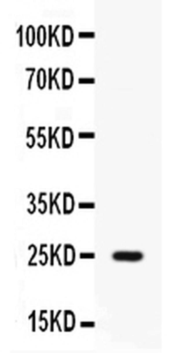 PI3 Antibody in Western Blot (WB)