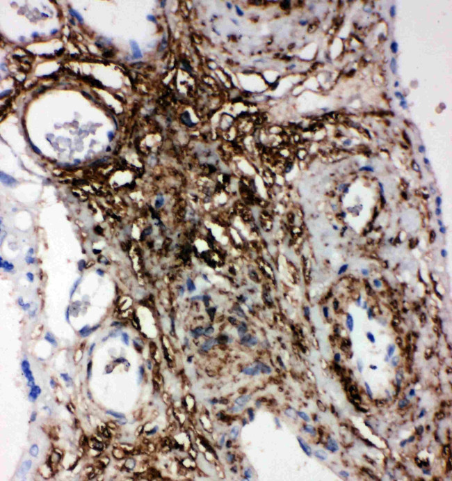 PLTP Antibody in Immunohistochemistry (Paraffin) (IHC (P))