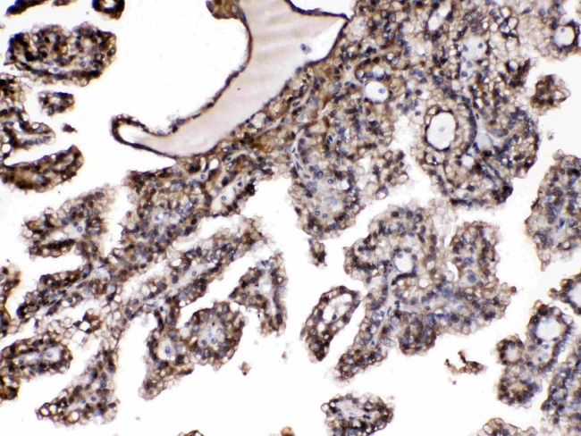 PNP Antibody in Immunohistochemistry (Paraffin) (IHC (P))