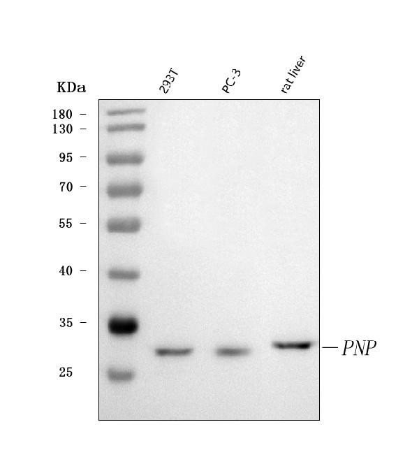 PNP Antibody in Western Blot (WB)