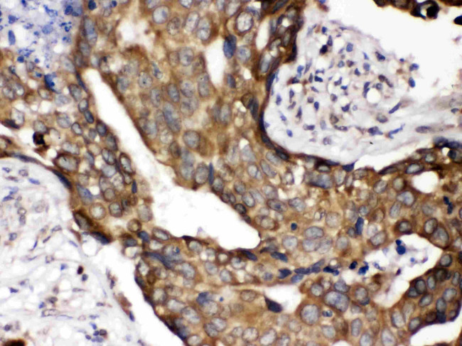 Cytochrome P450 Reductase Antibody in Immunohistochemistry (Paraffin) (IHC (P))