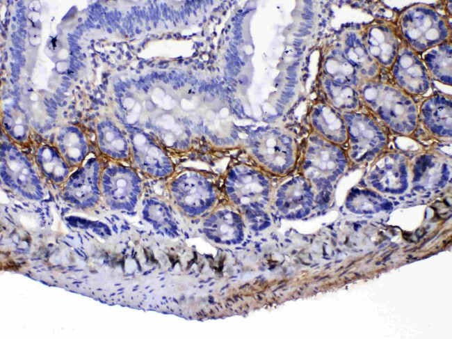 Periostin Antibody in Immunohistochemistry (Paraffin) (IHC (P))