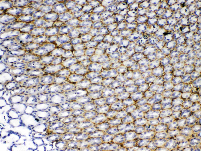 Periostin Antibody in Immunohistochemistry (Paraffin) (IHC (P))