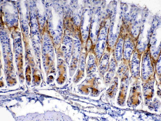 Periostin Antibody in Immunohistochemistry (Paraffin) (IHC (P))