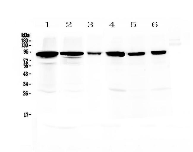 Periostin Antibody in Western Blot (WB)