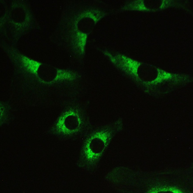 MYPT1 Antibody in Immunocytochemistry (ICC/IF)