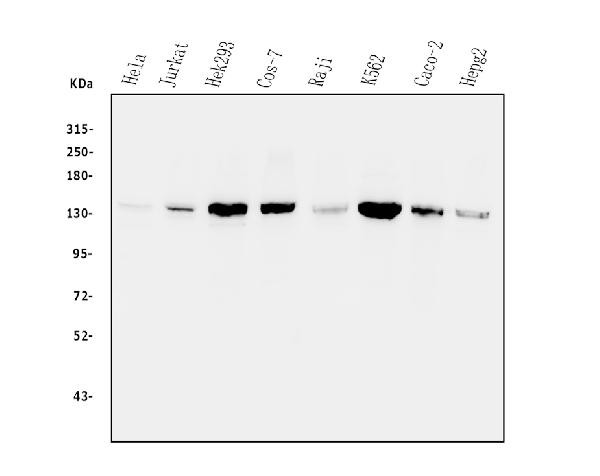 MYPT1 Antibody in Western Blot (WB)