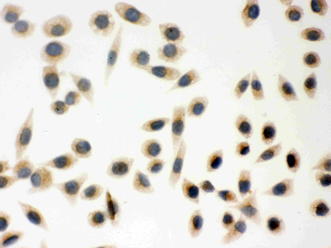 PRDX5 Antibody in Immunocytochemistry (ICC/IF)