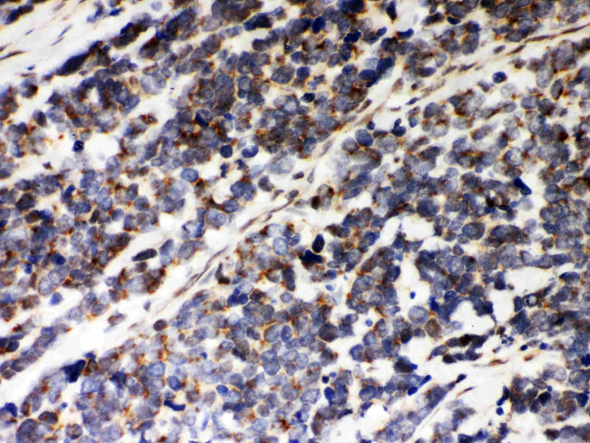 PRDX5 Antibody in Immunohistochemistry (Paraffin) (IHC (P))