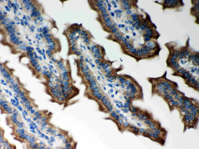 PRDX5 Antibody in Immunohistochemistry (Paraffin) (IHC (P))