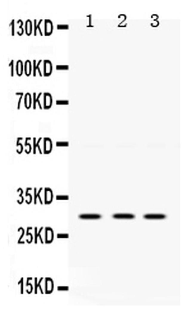 AMPK Beta-2 Antibody in Western Blot (WB)