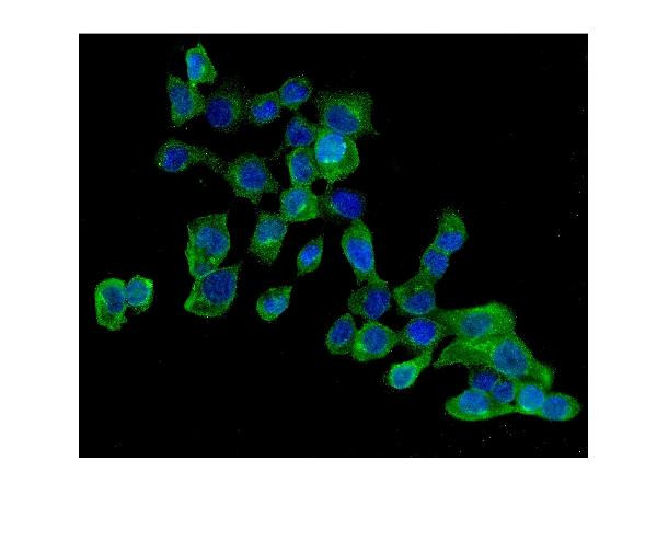 AMPK Beta-2 Antibody in Immunocytochemistry (ICC/IF)