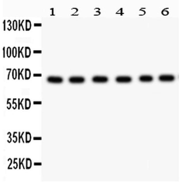 PKC lambda/iota Antibody in Western Blot (WB)
