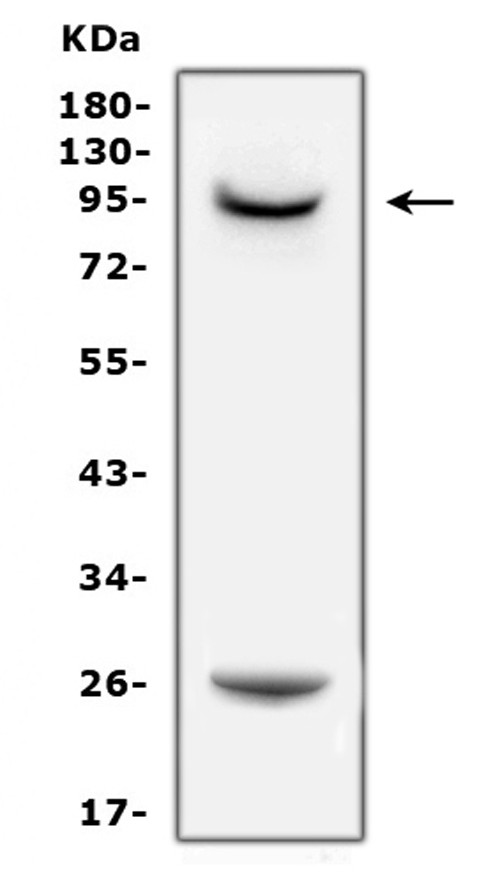 Prolactin Receptor Antibody in Western Blot (WB)