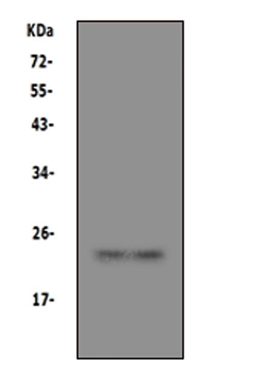 PrP Antibody in Western Blot (WB)