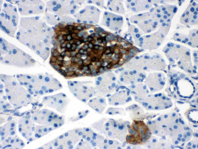 PrP Antibody in Immunohistochemistry (Paraffin) (IHC (P))