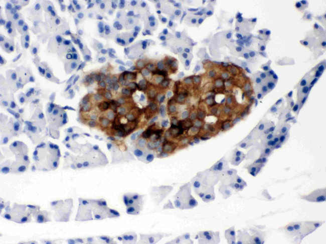 PrP Antibody in Immunohistochemistry (Paraffin) (IHC (P))