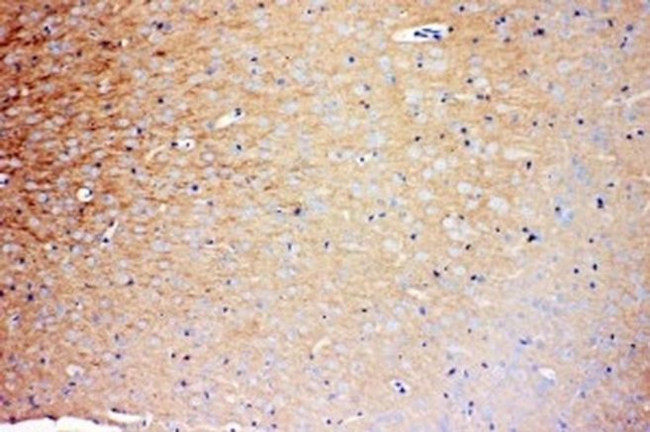 PrP Antibody in Immunohistochemistry (Paraffin) (IHC (P))