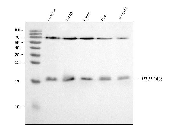 PTP4A2 Antibody in Western Blot (WB)