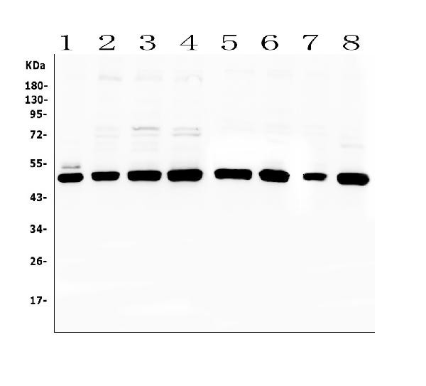 PTP1B Antibody in Western Blot (WB)