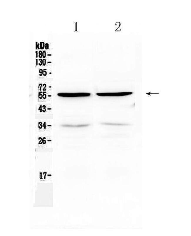 PTP1B Antibody in Western Blot (WB)