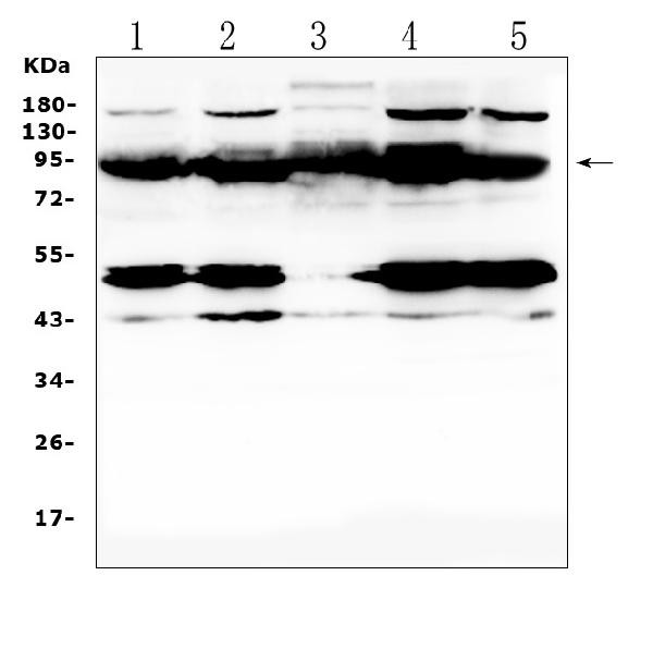 PTPN22 Antibody in Western Blot (WB)