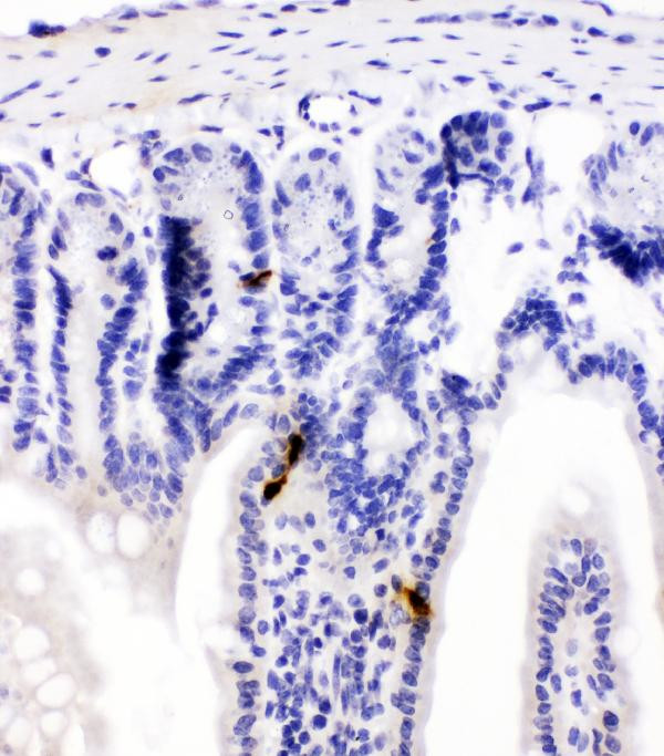 PYY Antibody in Immunohistochemistry (Paraffin) (IHC (P))