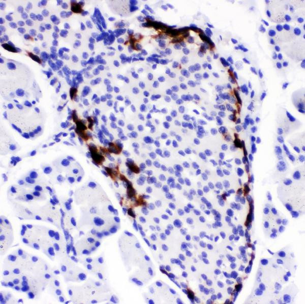 PYY Antibody in Immunohistochemistry (Paraffin) (IHC (P))