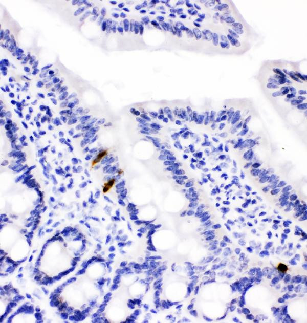 PYY Antibody in Immunohistochemistry (Paraffin) (IHC (P))