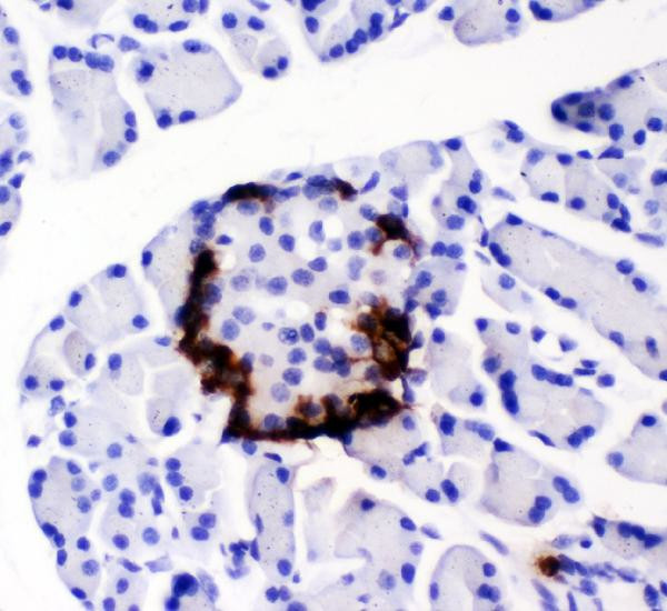 PYY Antibody in Immunohistochemistry (Paraffin) (IHC (P))