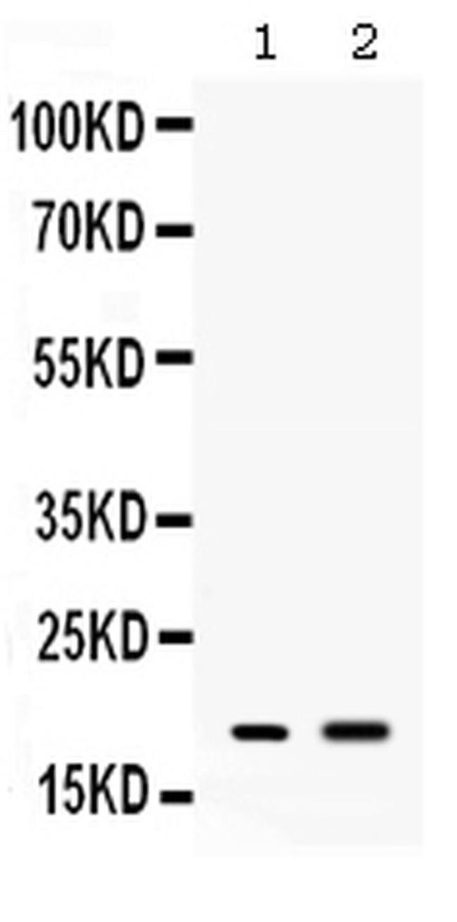 PYY Antibody in Western Blot (WB)