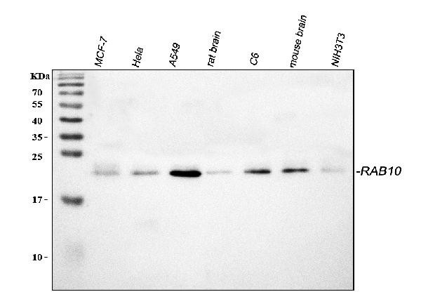 RAB10 Antibody in Western Blot (WB)