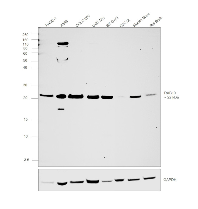 RAB10 Antibody in Western Blot (WB)