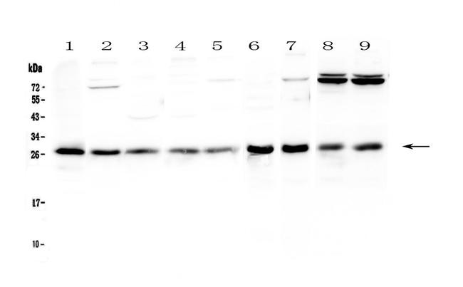 RAB27A Antibody in Western Blot (WB)