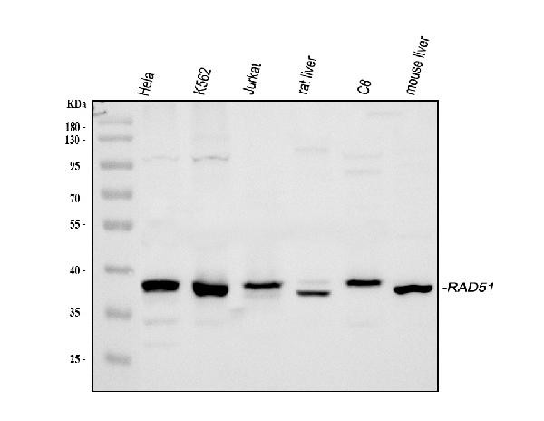 RAD51 Antibody in Western Blot (WB)