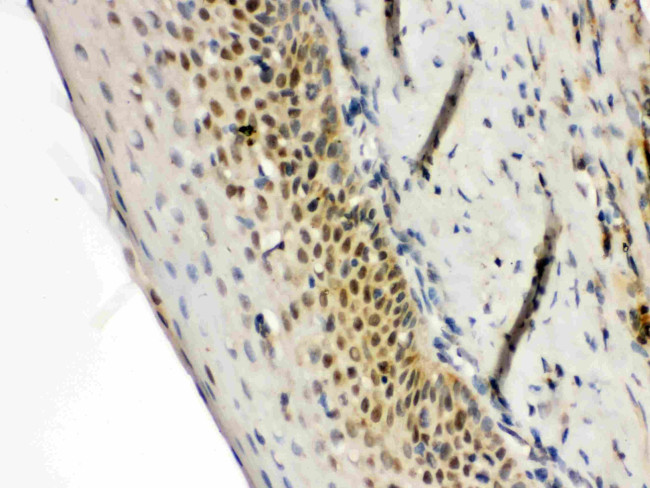 RAG2 Antibody in Immunohistochemistry (Paraffin) (IHC (P))